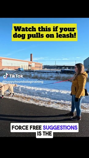Leash pulling tip 👇 I’m personally not a fan of the “be a tree” method where you stop walking if there’s tension, and resume walking once the dog releases the leash tension. I find it can be really frustrating for both the dog & human! This video covers my two preferred methods for fixing pulling on leash. 🙋‍♀️Want more force free leash training tips?? Watch my entire playlist on YouTube here: https://www.youtube.com/playlist?list=PLiUh57UCWpFETiFT-EAa6pqZ_plP6tRDK 🎉 (OR clickable link in bio