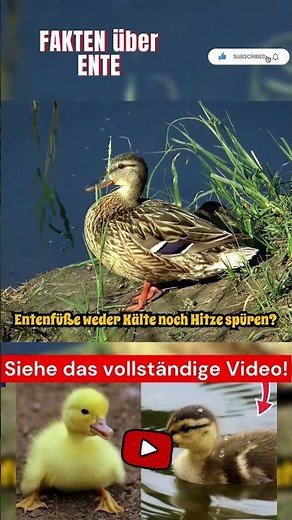 Faszinierende Fakten über Ente Teil 3 #ente #enten #entchen #tier #tiere #shorts