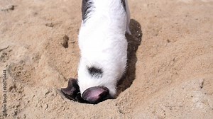 Dog Digging a Hole in Sand on the Tropical Beach