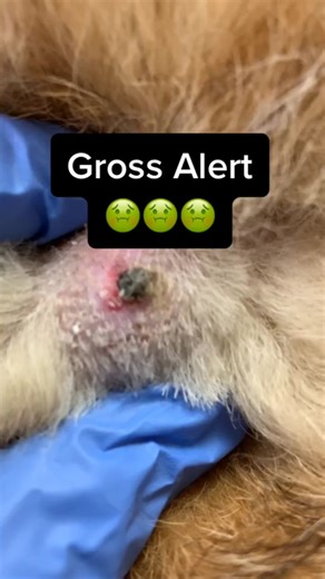 Sebaceous Cyst on Dog: What You Need to Know
