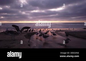 Southern California beaches, sunsets, waves, surfers, tide pools, clouds and palms trees at Swamis Reef Surf Park in Encinitas California located North of San Diego.