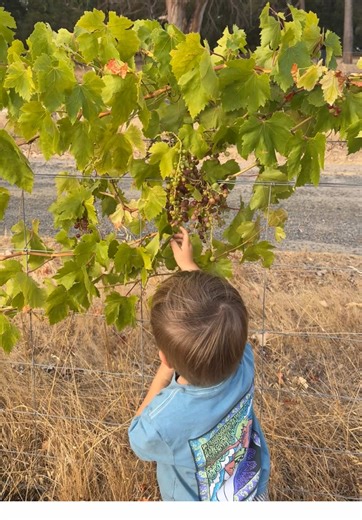 Growing Your Own Veggie Garden: Tips for Beginners