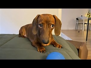 Mini dachshund can play fetch just about anywhere