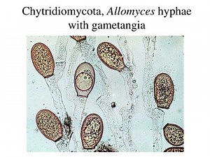 Chytridiomycota, Allomyces hyphae with gametangia - SlideServe