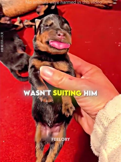 This Puppy Just Froze 🐶🍼 #shorts