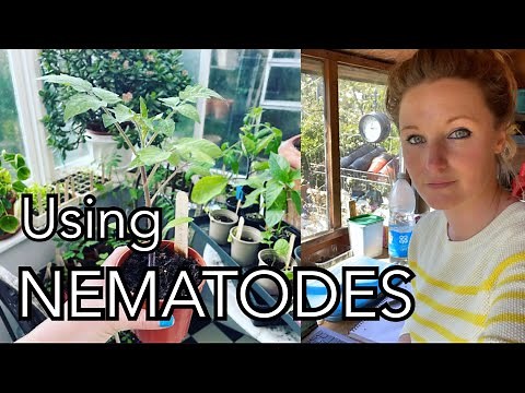 Nematodes for Fungus Gnats (Sciarid Fly) + Saturday Q+A || Plot 37
