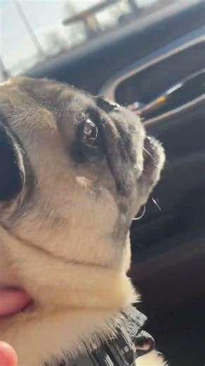 Dramatic pug goes to get nails trimmed part 1 #pug