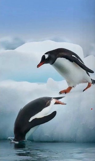 The Gentoo Penguins Facts