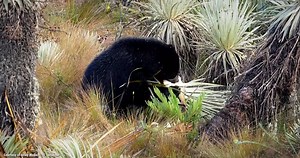 How one high-altitude killer controls the Andean food chain
