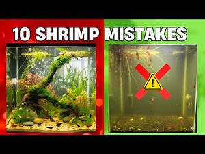 10 Shrimp Keeping Mistakes That Kill Your Shrimps FAST - Beginners Must Watch! #shrimpkeeping