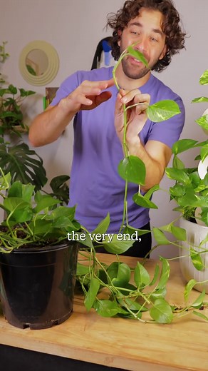 How to Prune Your Pothos for a Bushy Growth