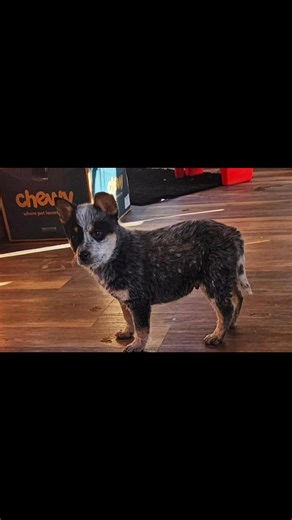 We are giving our Australian Cattle Dog puppies for free to loving families who can provide them with a forever home. Our Australian Cattle Dog puppies are: Age: 8 weeks old Breed: Australian Cattle Dog puppies (also known as Blue Heelers or Red Heelers) Sex: Males and Females Weight: 8-12 pounds Height: 9-11 inches Coat: Short double coat, weather-resistant, and easy to groom Color: Blue (blue, blue-mottled, or blue-speckled) or Red (red speckled), often with tan markings Health: Up-to-date on 