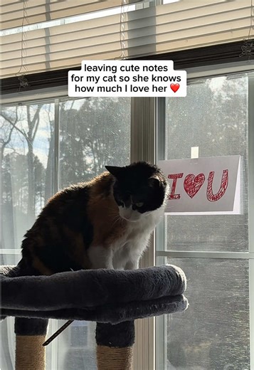 Is it crazy, or is it love to write my cat love notes? (and before you ask… yes she can read) #FreshStep #CatsOfTikTok #Trending #FYP #ValentinesDay