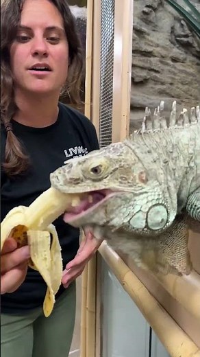 JOLLY GREEN 😝 He’s loving this banana 😆