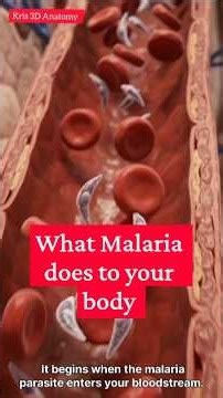 🦟 How Malaria Affects the Body | Explained in 3D #malaria #malariaawareness #3danimation