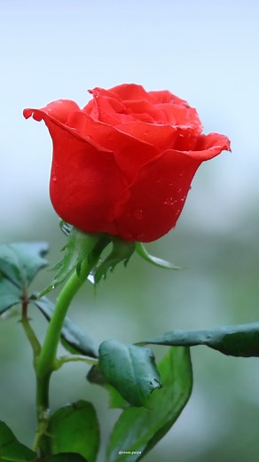 Beautiful Roses | Roses