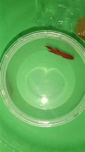 Jen jen (@12345jen45)’s videos with Isda Mo Diha - Jhay-know