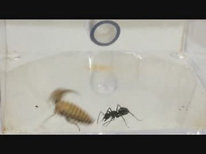 蟻戦争＃82 アリVSアリジゴク編