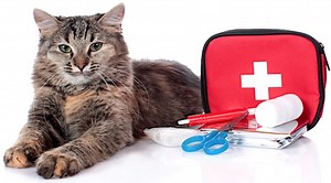 First Aid for Cats: What to Do in an Emergency