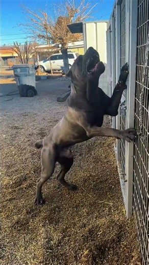 Top 5 Reasons to Own a Cane Corso