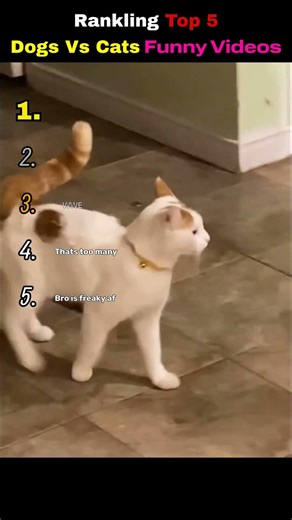 Ranking Top 5 Dogs Vs Cats Funny Videos😂