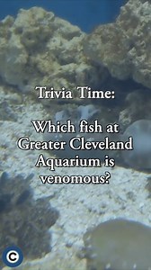 Can you get the answer before getting to the end? 🐠 | cleveland.com