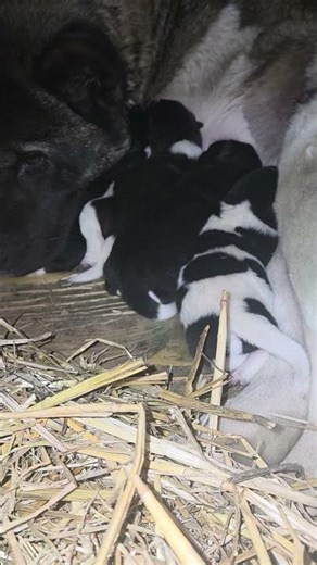 3-Day-Old American Akita Puppies Nursing 🐾 Pure Instinct & Life