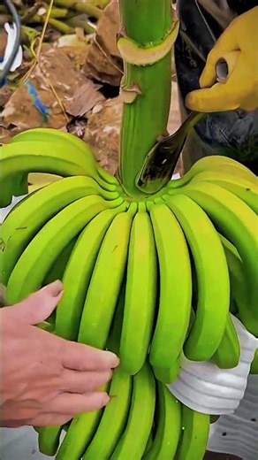 Banana Bunch Cutting Technique with a Special Knife #smartfarming #gardeningtips