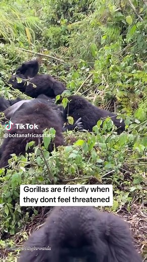 Gorillas are friendly when they don't feel threatened