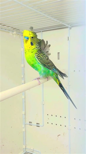 Golden Face Blackwing helicopter male