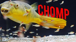 138K views · 2.9K reactions | Find out what fish we added to Murphy the Mbu puffer's tank and how they're getting along. #AquariumCoop #Puffer #PufferFish | Aquarium Co-Op | Facebook