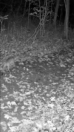 Elusive Bobcat Caught on Trail Cam at Night | Rare Up-Close Wildlife Footage #shorts