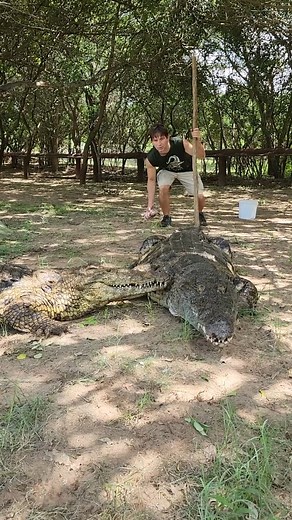 Nile Crocodiles in South Africa! Zulu Croc Hluhluwe #crocodile | Wild Charles