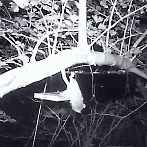 This grainy video shows one of the UK's rarest mammals, a hazel dormouse, foraging for food here at Longleat 🐭 In time for World Wildlife Day, we conducted a footprint tunnel survey with conservationists to understand how dormice use the woodland here at Longleat, and found that they were present in almost half of all the sites in the section of woodland we seached. This is an incredibly exciting discovery, as dormice play an important part in their ecosystems as both predator and prey. It's wo