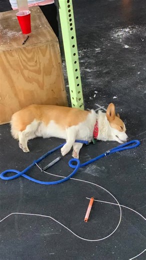 Jacob Heppner on Instagram: "This is going to be a tough one. We lost Winston a few weeks back, and I honestly couldn’t bring myself to talk about it until now. He wasn’t just a dog, cliche I know, he was part of our family, part of our story, and a constant shadow at my side. I’ve tried writing this over and over, but no words feel like enough. If you still have your dog with you, give them an extra hug tonight. You never know how much those moments matter until they’re memories."