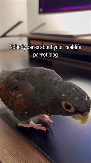 This parrot requires your support 😂