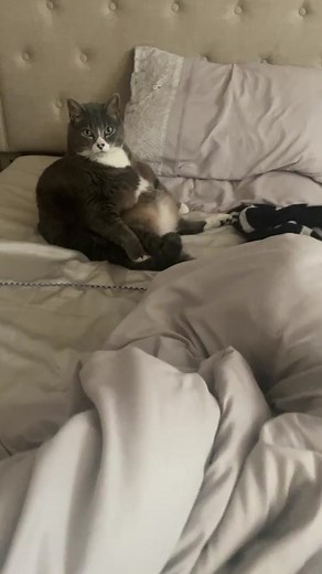 Funny and Fluffy Fat Baby Cat Compilation