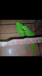 Wild Ringneck Parrot | Beautiful Green Parrot in Nature | Amazing Parrot Video