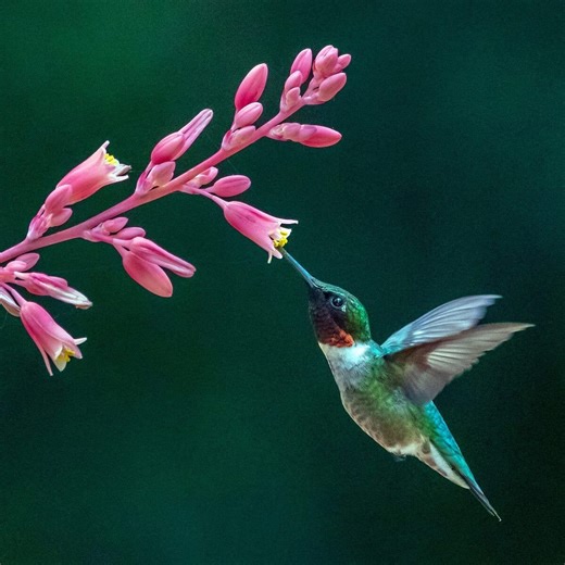 6 flowering full sun desert plants to grow