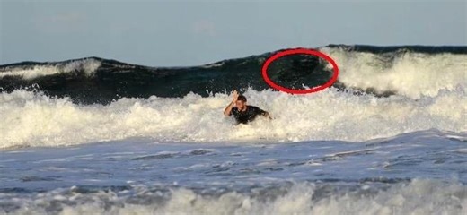 Surfer’s shark-slap in terrifying Coast beach encounter