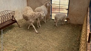 flock group sheep farm animal