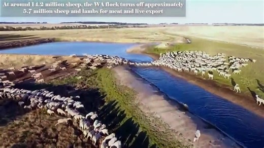 Western Australia's Incredible Largest Sheep Farm