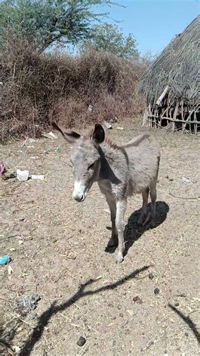 Donkey Metting 🤣 #viral #animals #shortvideo