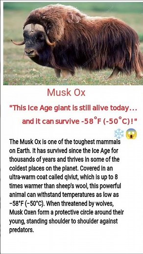 Musk Ox: The Ice Age Survivor That Can Survive -58°F! 🦬❄️