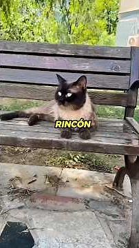 The incredible rescue of a very affectionate Siamese cat: Meet Coal Ball.