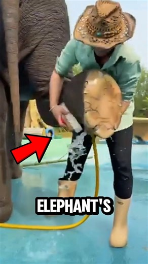 What Happens If An Elephant’s Feet Are Never Cleaned 🐘‼️