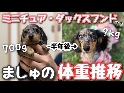 【※遂に公開】極小ミニチュアダックスの体重推移をまとめてみたら・・・【ミニチュアダックスフンド】
