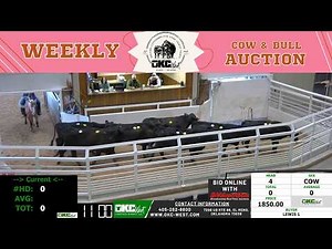 Southern Plains Cow Trade LIVE | OKC West Livestock Market in El Reno | Feb 9, 2026