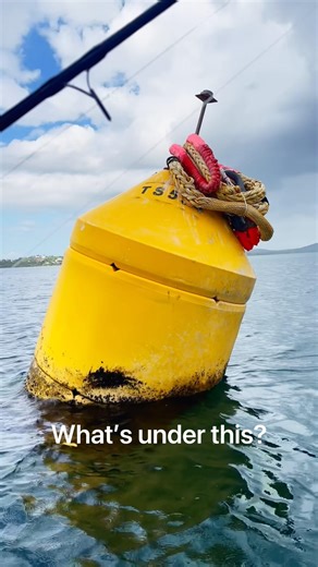 WOW FISH #fish #fishing #shorts