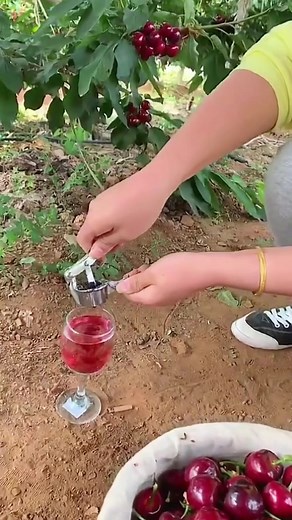 How to Make Cherry Wine: A Step-by-Step Guide